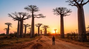 Visiter Madagascar en 2026 : conseils et sites majeurs